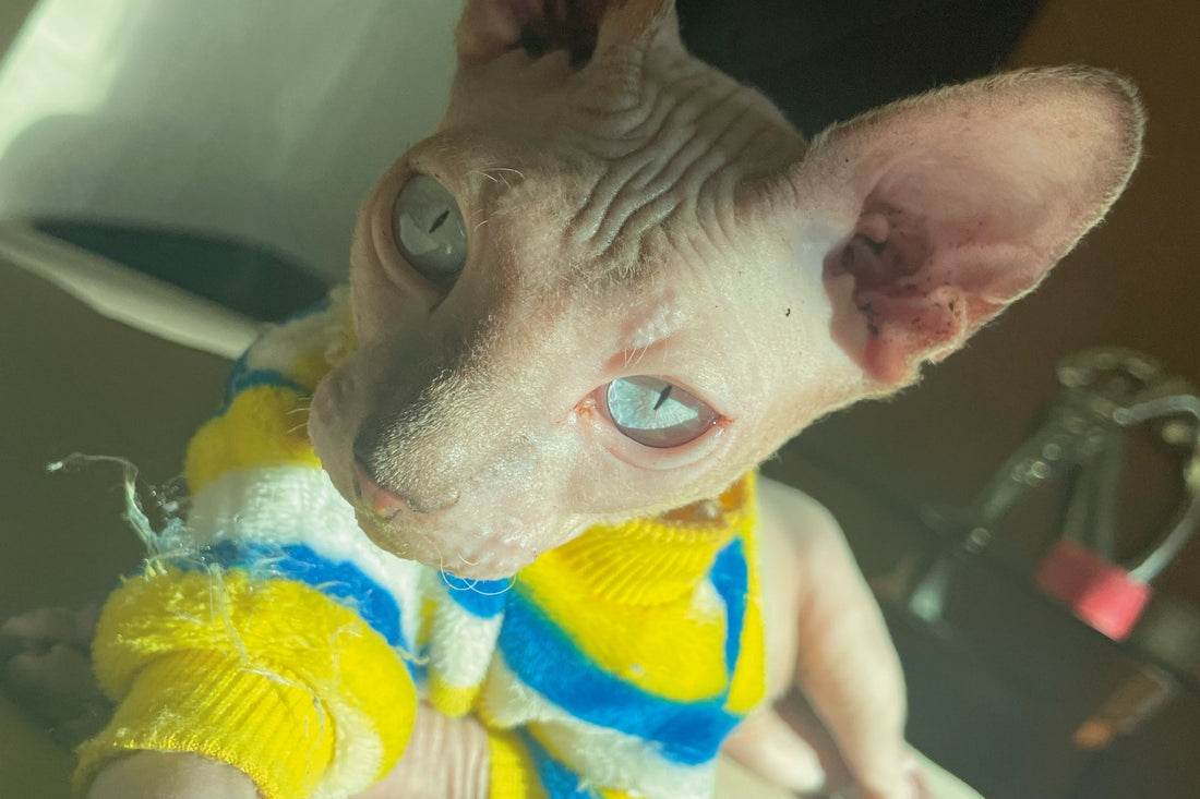 🌸 Los orígenes de Torikō: un universo inspirado en Tori