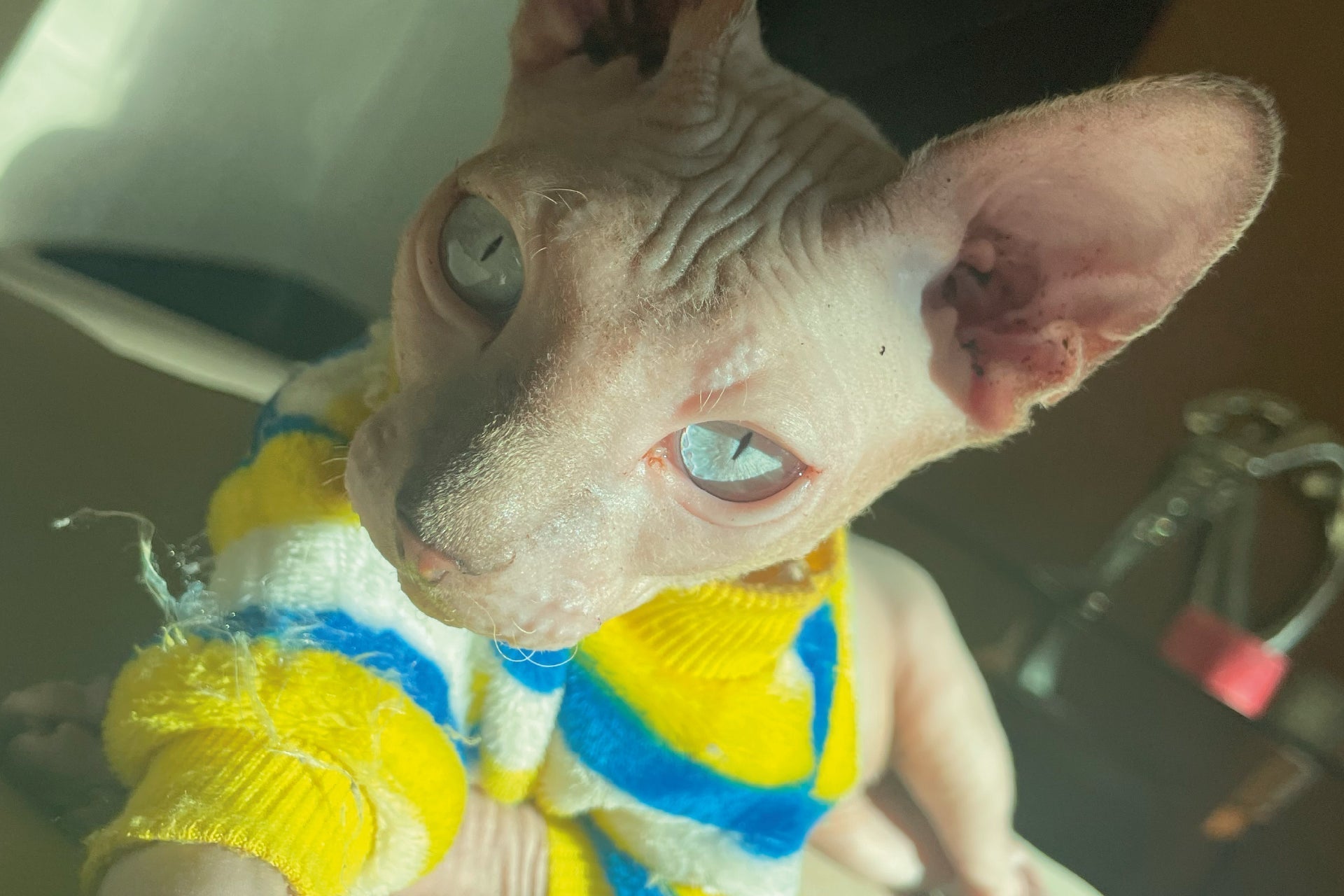 🌸 Los orígenes de Torikō: un universo inspirado en Tori